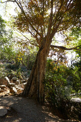 old trees in the national park