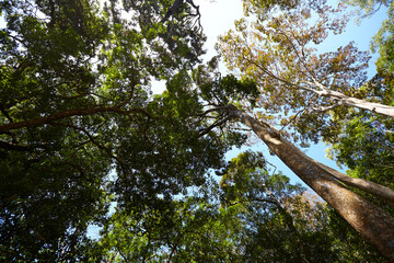 old trees in the national park