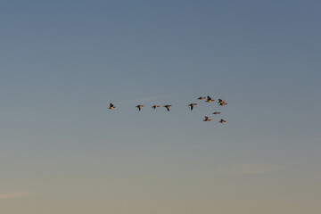 birds in the sky