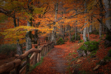 Naklejka premium Autumn forest in Entzia, Alava, Spain