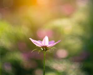 Soft focus of purple cosmos field with light of sun and blur bokeh background