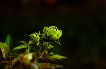 Low key of blooming concourse rose with black  tone background