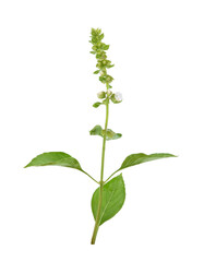 Fresh Ocimum ×citriodorum leaves Isolated on a transparen png.