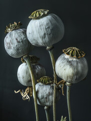 Lovely Fine Art Flower Botanical Art