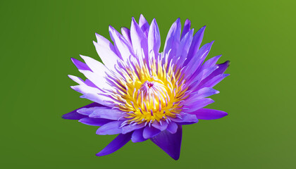 Purple water lily on a blue background