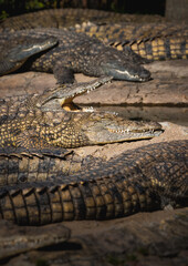 Nile crocodiles above water. Close-up of mouth and teeth.