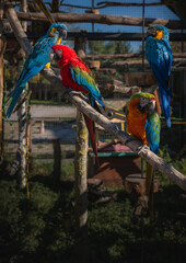 Colorful macaw parrots basking in the sun.