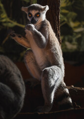 Lemur catta in Borysew zoo. Poland. © Michal