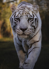 Walking white tiger. Close-up of head. Front view.