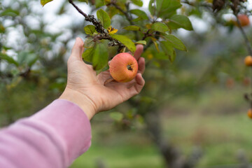 Man picking apples from the tree