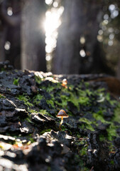 Small single mushroom in a dolomite forest, with sunbeams shining through trees
