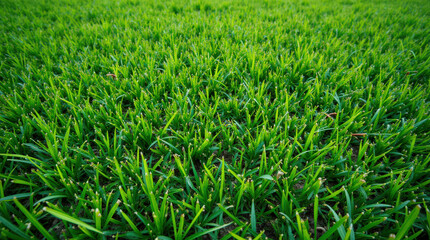 Obraz premium Vibrant Green Grass Field Textures for Background - Perfect for Golf, Soccer, and Nature Themes
