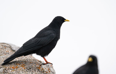 Yellow-billed chough perched on a stone ledge in Italy