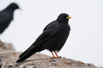 Portrait of an alpine chough (Pyrrhocorax graculus) in italy