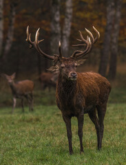 Hirsche und Rehe
