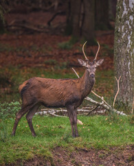 Rehe und Hirsche