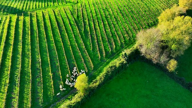 Aerial view Domestic sheeps grazing in the Bordeaux vineyards at sunrise, France, High quality 4k footage