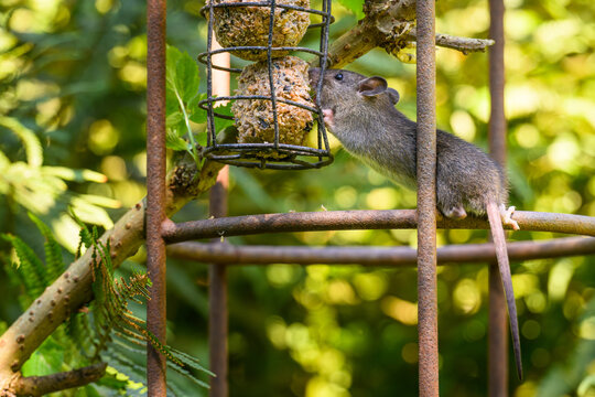 Wanderratte an einem Meisenkn&ouml;del - Vogelfutter