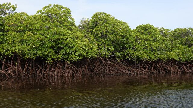 Mangrove, Lamu County, Lamu, Kenya