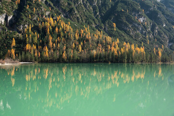 Autumn larches and green pines reflected in the still waters of Lago Di Landro