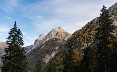 Marmolada mountain framed by pines in the Italian Dolomite alps