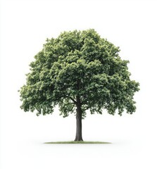 Fototapeta premium Majestic Green Tree in Nature