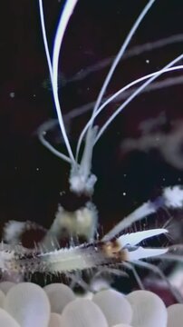 Observe fascinating banded coral shrimp as it effortlessly navigates colorful coral reef, showcasing its unique appendages behaviors. Captivating glimpse into marine life in its natural environment.