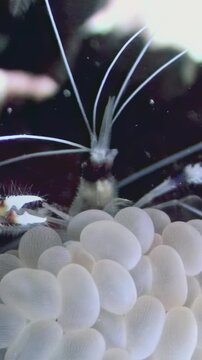Explore the fascinating movements of the banded coral shrimp as it navigates its vibrant coral reef habitat, showcasing its unique colors and intricate behaviors amidst the vibrant underwater world.