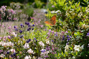 Schmetterling 1162 © K.-U. Häßler