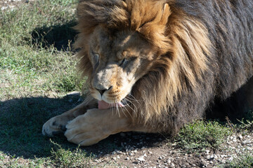 Naklejka premium Lion Grooming Paw Grass Close-up - A large male lion with a thick mane is lying in the grass, grooming his paw.