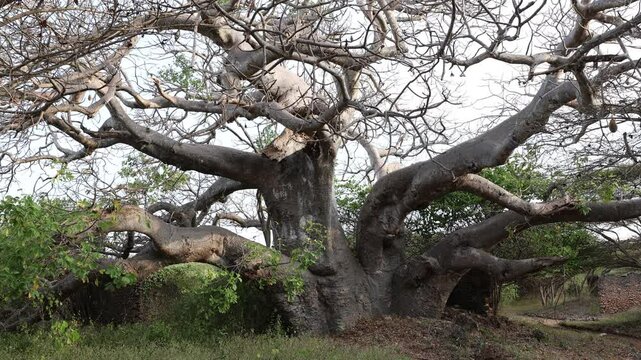 Baobab in Takwa ruins,  Lamu County, Manda island, Kenya