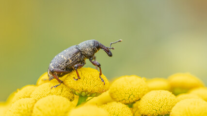 Szeliniak sosnowy Hylobius abietis