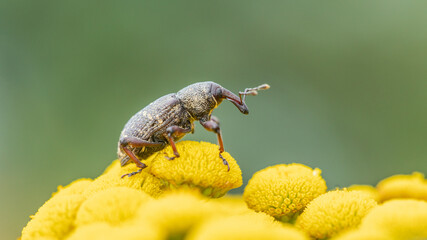 Szeliniak sosnowy Hylobius abietis