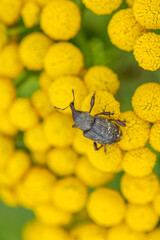 Szeliniak sosnowy Hylobius abietis