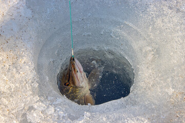 Winter fishing. Pike is hooked with pike trap. Fisherman to fish out trophy from ice hole against...