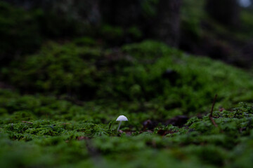 White mushroom on a lush green forest floor in Italy