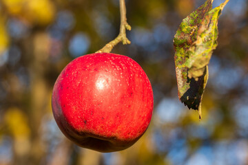 Red apples among autumn leaves