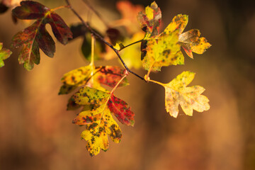Colorful autumn hawthorn leaves in warm autumn colors