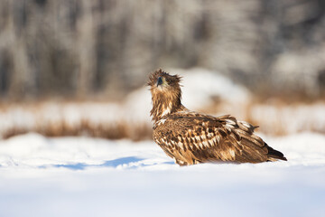 A large disheveled bird of prey in the snow