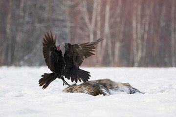 Two ravens fighting over a dead boar