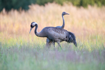 An old crane teaching a young one how to find food
