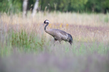Crane among tall grass in a meadow