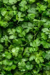 Coriander leaves texture background, cilantro leaf pattern, chinese parsley greens banner, spices, seasonings
