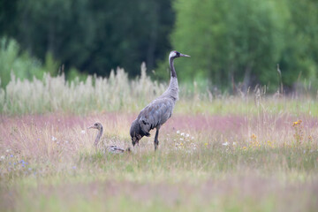 Adult and young crane in a meadow
