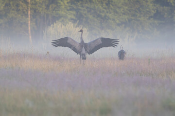A young crane spreads its wings in the meadow