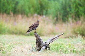 Landscape with a bird of prey in a summer meadow