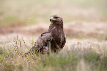 Obraz premium Lesser spotted eagle among the grass in a meadow