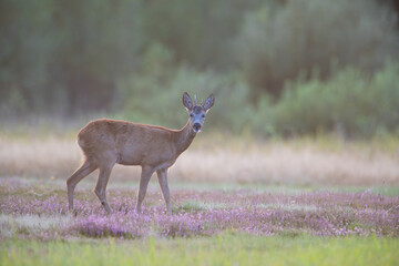 A smiling buck of a roe deer in the heather