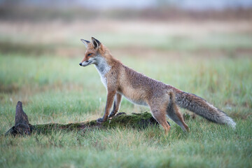 A fox standing on a stump in a meadow