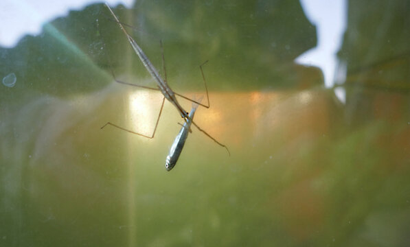 Feeding behavior of animals, ecology of fresh water bodies. Water stick insect (Ranatra linearis). Predatory eats a fish fry. Photo taken underwater
